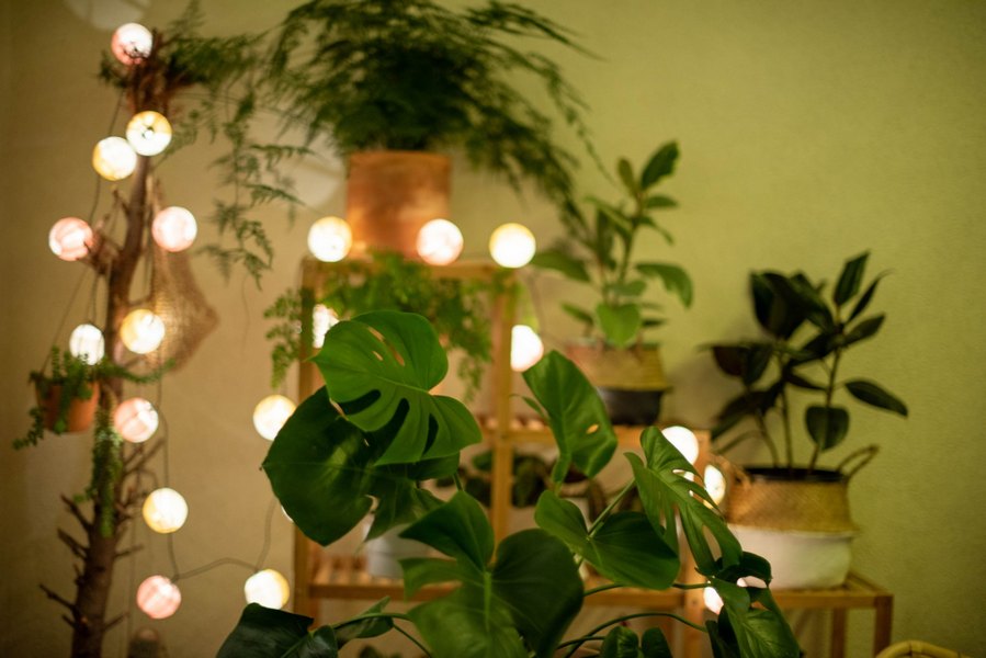 Poner plantas y luces para crear un ambiente relajado. Imagen de Xinyi Zhang on Unsplash